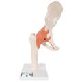 3B Scientific Deluxe Functional Hip - w/ 3B Smart Anatomy 1000162